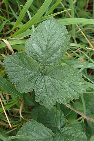 Rubus hadracanthos \ Dickstachelige Haselblatt-Brombeere / Thick-Spined Bramble, D Calden-Ehrsten 29.7.2019
