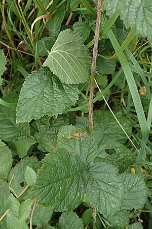 Rubus hadracanthos \ Dickstachelige Haselblatt-Brombeere / Thick-Spined Bramble, D Calden-Ehrsten 29.7.2019