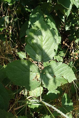Rubus specB ? \ Haselblatt-Brombeere / Bramble, D Gr&uuml;nberg-Lehnheim 30.7.2019