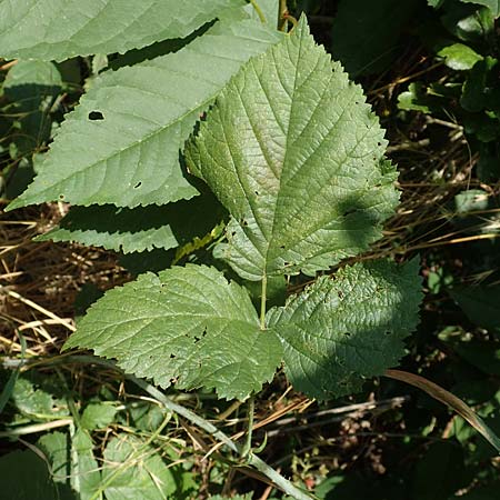 Rubus specB ? \ Haselblatt-Brombeere / Bramble, D Gr&uuml;nberg-Lehnheim 30.7.2019