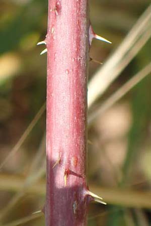 Rubus specB ? \ Haselblatt-Brombeere / Bramble, D Gr&uuml;nberg-Lehnheim 30.7.2019