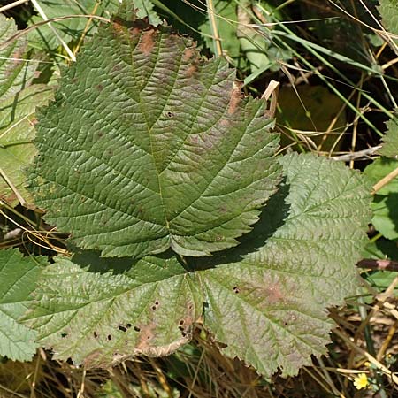 Rubus specB ? \ Haselblatt-Brombeere / Bramble, D Gr&uuml;nberg-Lehnheim 30.7.2019