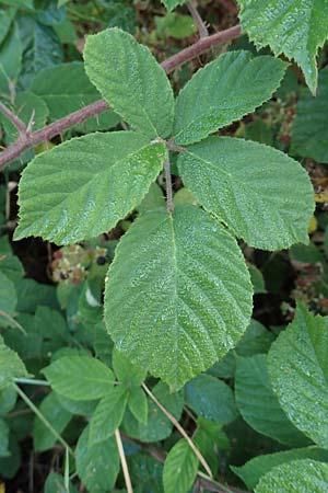 Rubus tauni \ Taunus-Brombeere / Taunus Bramble, D Taunus,  K&ouml;nigstein 4.8.2019