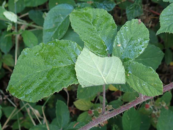 Rubus tauni \ Taunus-Brombeere / Taunus Bramble, D Taunus,  K&ouml;nigstein 4.8.2019
