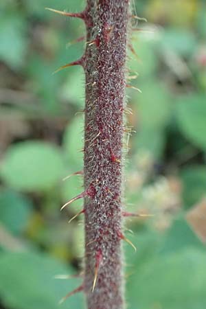 Rubus tauni \ Taunus-Brombeere / Taunus Bramble, D Taunus,  K&ouml;nigstein 4.8.2019