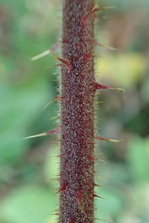 Rubus tauni \ Taunus-Brombeere / Taunus Bramble, D Taunus,  K&ouml;nigstein 4.8.2019