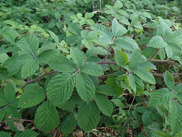Rubus tauni \ Taunus-Brombeere / Taunus Bramble, D Taunus,  K&ouml;nigstein 4.8.2019