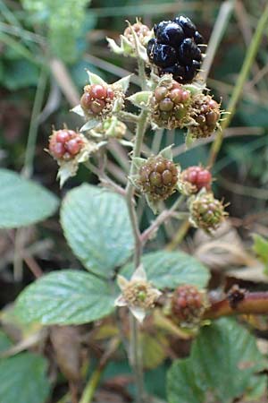 Rubus tauni \ Taunus-Brombeere / Taunus Bramble, D Taunus,  K&ouml;nigstein 4.8.2019