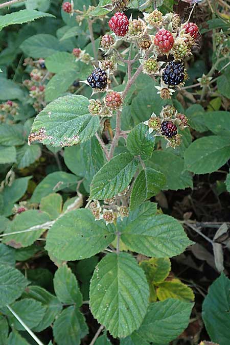 Rubus tauni \ Taunus-Brombeere / Taunus Bramble, D Taunus,  K&ouml;nigstein 4.8.2019