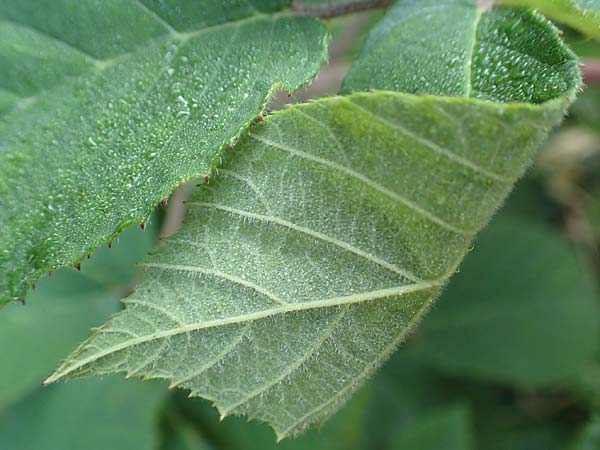Rubus tauni \ Taunus-Brombeere / Taunus Bramble, D Taunus,  K&ouml;nigstein 4.8.2019