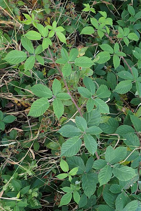 Rubus tauni \ Taunus-Brombeere / Taunus Bramble, D Taunus,  K&ouml;nigstein 4.8.2019