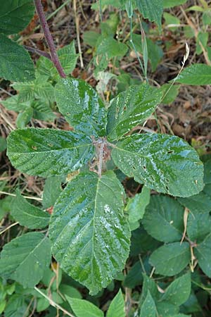 Rubus tauni \ Taunus-Brombeere / Taunus Bramble, D Taunus,  K&ouml;nigstein 4.8.2019