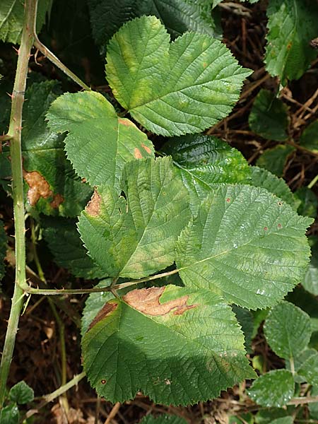 Rubus rotundifoliatus \ Rundbl�ttrige Haselblatt-Brombeere / Round-Leaved Bramble, D Karlsruhe 14.8.2019