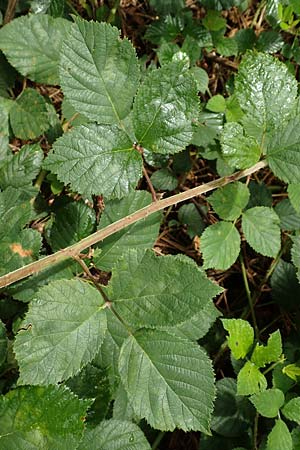 Rubus rotundifoliatus \ Rundbl�ttrige Haselblatt-Brombeere / Round-Leaved Bramble, D Karlsruhe 14.8.2019