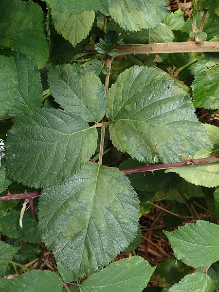 Rubus rotundifoliatus \ Rundbl�ttrige Haselblatt-Brombeere / Round-Leaved Bramble, D Karlsruhe 14.8.2019