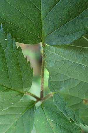 Rubus transvestitus \ Verkleidete Brombeere, Falsche Samt-Brombeere / False Velvet Bramble, D Karlsruhe 18.8.2019