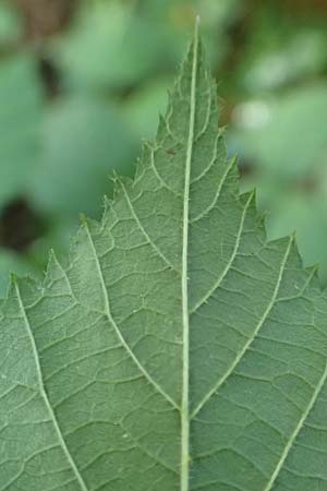 Rubus transvestitus \ Verkleidete Brombeere, Falsche Samt-Brombeere / False Velvet Bramble, D Karlsruhe 18.8.2019