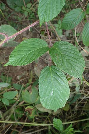 Rubus tereticaulis \ Rundst&auml;ngelige Brombeere / Round-Stem Bramble, D Ettlingen-Schluttenbach 18.8.2019
