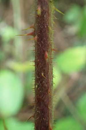Rubus tereticaulis \ Rundst&auml;ngelige Brombeere / Round-Stem Bramble, D Ettlingen-Schluttenbach 18.8.2019