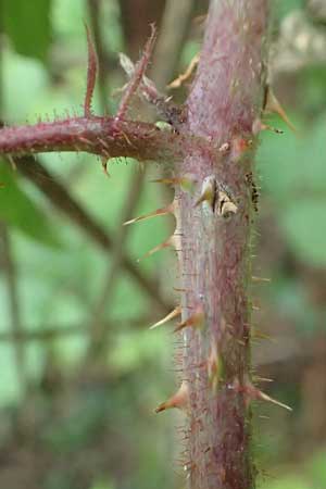 Rubus tereticaulis \ Rundst&auml;ngelige Brombeere / Round-Stem Bramble, D Ettlingen-Schluttenbach 18.8.2019