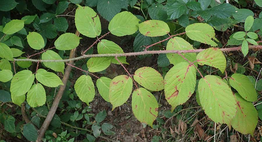 Rubus tereticaulis \ Rundst&auml;ngelige Brombeere / Round-Stem Bramble, D Ettlingen-Schluttenbach 18.8.2019