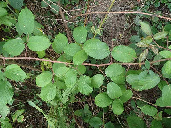 Rubus tereticaulis \ Rundst&auml;ngelige Brombeere / Round-Stem Bramble, D Ettlingen-Schluttenbach 18.8.2019