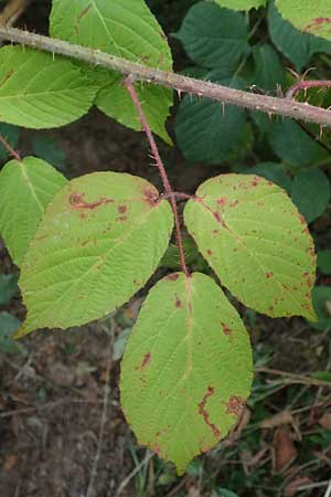 Rubus tereticaulis \ Rundst&auml;ngelige Brombeere / Round-Stem Bramble, D Ettlingen-Schluttenbach 18.8.2019