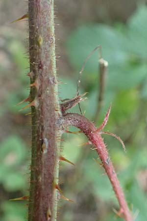 Rubus tereticaulis \ Rundst&auml;ngelige Brombeere / Round-Stem Bramble, D Ettlingen-Schluttenbach 18.8.2019