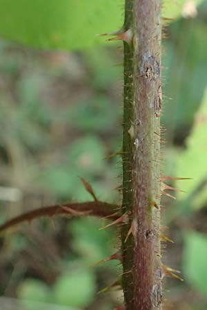 Rubus tereticaulis \ Rundst&auml;ngelige Brombeere / Round-Stem Bramble, D Ettlingen-Schluttenbach 18.8.2019