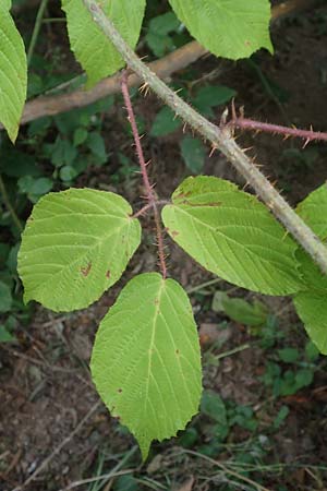 Rubus tereticaulis \ Rundst&auml;ngelige Brombeere / Round-Stem Bramble, D Ettlingen-Schluttenbach 18.8.2019