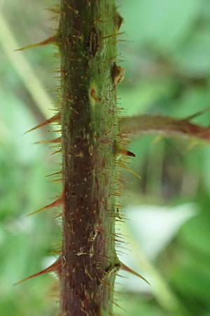 Rubus tereticaulis \ Rundst&auml;ngelige Brombeere / Round-Stem Bramble, D Ettlingen-Schluttenbach 18.8.2019
