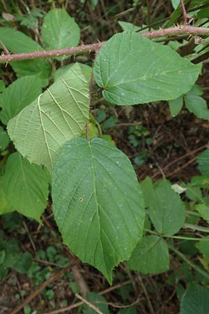 Rubus tereticaulis \ Rundst&auml;ngelige Brombeere / Round-Stem Bramble, D Ettlingen-Schluttenbach 18.8.2019