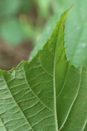 Rubus tereticaulis \ Rundst&auml;ngelige Brombeere / Round-Stem Bramble, D Ettlingen-Schluttenbach 18.8.2019