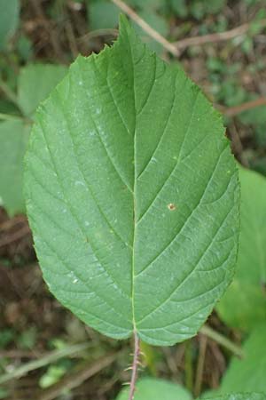 Rubus tereticaulis \ Rundst&auml;ngelige Brombeere / Round-Stem Bramble, D Ettlingen-Schluttenbach 18.8.2019