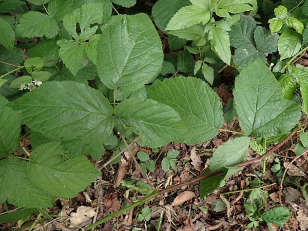 Rubus tenuihabitus ? \ Zarte Haselblatt-Brombeere / Tiny Bramble, D Fr&ouml;ndenberg-Hohenheide 11.6.2020