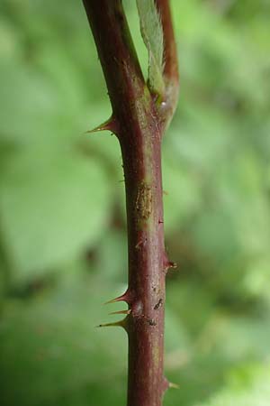 Rubus tenuihabitus ? \ Zarte Haselblatt-Brombeere / Tiny Bramble, D Fr&ouml;ndenberg-Hohenheide 11.6.2020