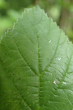Rubus tenuihabitus ? \ Zarte Haselblatt-Brombeere / Tiny Bramble, D Fr&ouml;ndenberg-Hohenheide 11.6.2020