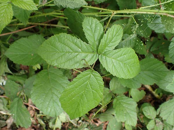 Rubus tenuihabitus ? \ Zarte Haselblatt-Brombeere / Tiny Bramble, D Fr&ouml;ndenberg-Hohenheide 11.6.2020