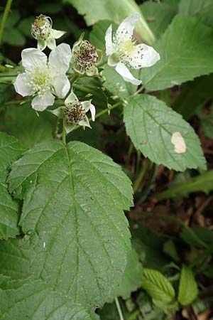 Rubus tenuihabitus ? \ Zarte Haselblatt-Brombeere / Tiny Bramble, D Fr&ouml;ndenberg-Hohenheide 11.6.2020