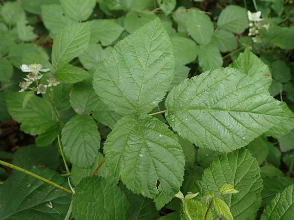 Rubus tenuihabitus ? \ Zarte Haselblatt-Brombeere / Tiny Bramble, D Fr&ouml;ndenberg-Hohenheide 11.6.2020