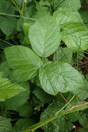 Rubus tenuihabitus ? \ Zarte Haselblatt-Brombeere / Tiny Bramble, D Fr&ouml;ndenberg-Hohenheide 11.6.2020