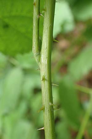 Rubus tenuihabitus ? \ Zarte Haselblatt-Brombeere / Tiny Bramble, D Fr&ouml;ndenberg-Hohenheide 11.6.2020