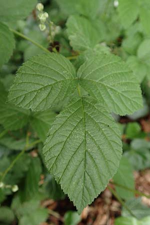 Rubus tenuihabitus ? \ Zarte Haselblatt-Brombeere / Tiny Bramble, D Fr&ouml;ndenberg-Hohenheide 11.6.2020