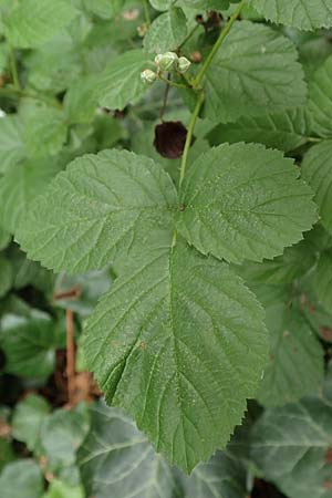 Rubus tenuihabitus ? \ Zarte Haselblatt-Brombeere / Tiny Bramble, D Fr&ouml;ndenberg-Hohenheide 11.6.2020