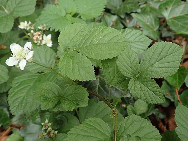 Rubus tenuihabitus ? \ Zarte Haselblatt-Brombeere / Tiny Bramble, D Fr&ouml;ndenberg-Hohenheide 11.6.2020