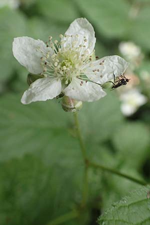 Rubus tenuihabitus ? \ Zarte Haselblatt-Brombeere / Tiny Bramble, D Fr&ouml;ndenberg-Hohenheide 11.6.2020