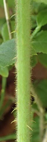 Rubus specL ? \ Brombeere / Bramble, D Steinau an der Stra&szlig;e-Seidenroth 20.6.2020