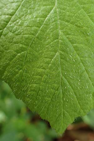 Rubus specL ? \ Brombeere / Bramble, D Steinau an der Stra&szlig;e-Seidenroth 20.6.2020