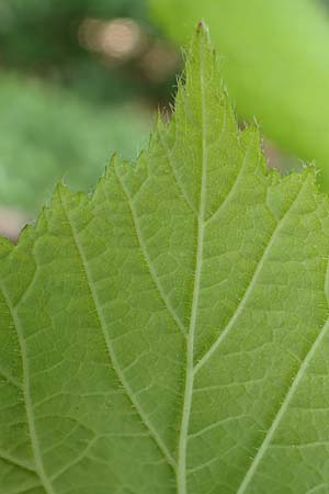 Rubus specL ? \ Brombeere / Bramble, D Steinau an der Stra&szlig;e-Seidenroth 20.6.2020