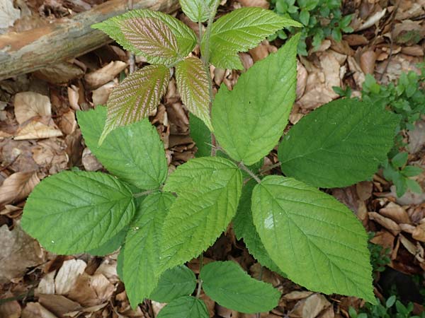 Rubus specL ? \ Brombeere / Bramble, D Steinau an der Stra&szlig;e-Seidenroth 20.6.2020